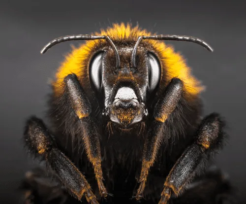 Pesticides hinder the development of the bee brain.