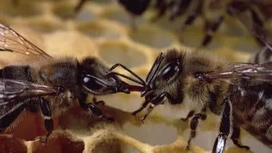 Bee reproduction