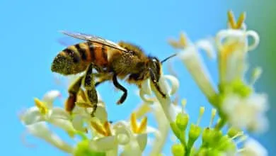 What is the Importance of the Bee?