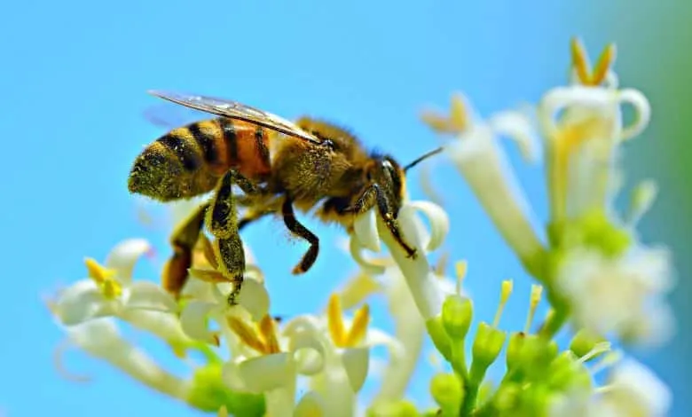 What is the Importance of the Bee?