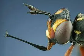 Types of bee diseases and their prevention