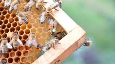 What is mountain honey, what are its benefits and its types?