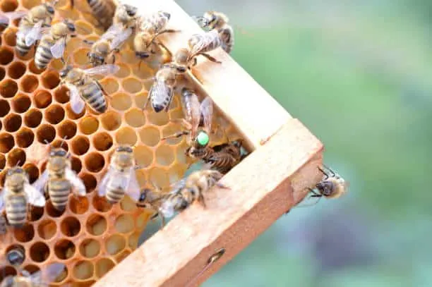 What is mountain honey, what are its benefits and its types?