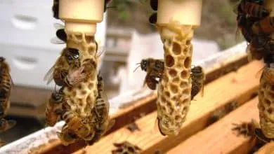 The Doolittle Method for Raising Queen Bees