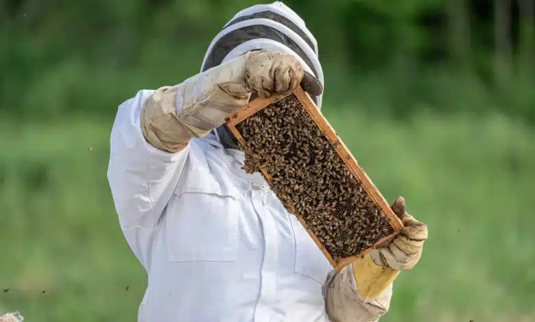 Beekeeping: SEASONAL MAINTENANCE WORKS