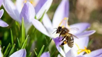 Beekeeping safety tips in spring