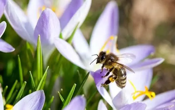 Beekeeping safety tips in spring