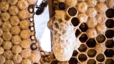 Advice on how to raise queens bees