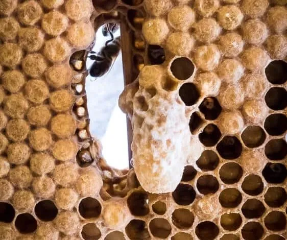 Advice on how to raise queens bees