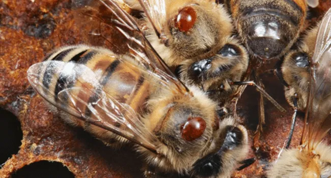 Bee disease