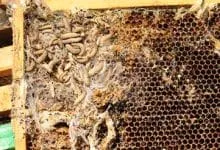 Toxic waxworm: Damage