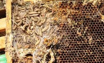 Toxic waxworm: Damage