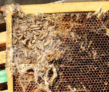 Toxic waxworm: Damage