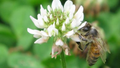 white clover trifolium repens