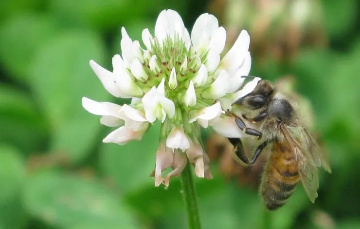 The most popular Honey plants
