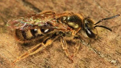 The most famous families of bees: Bee family