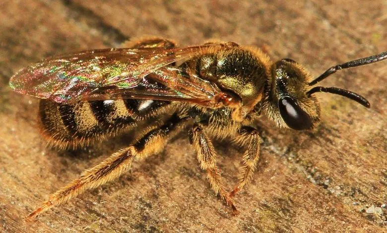 The most famous families of bees: Bee family