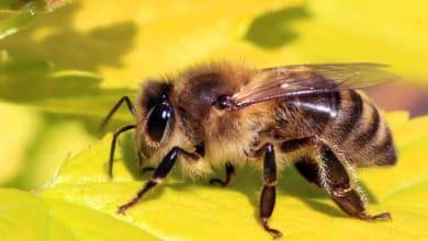 1280px Honey bee Apis mellifera