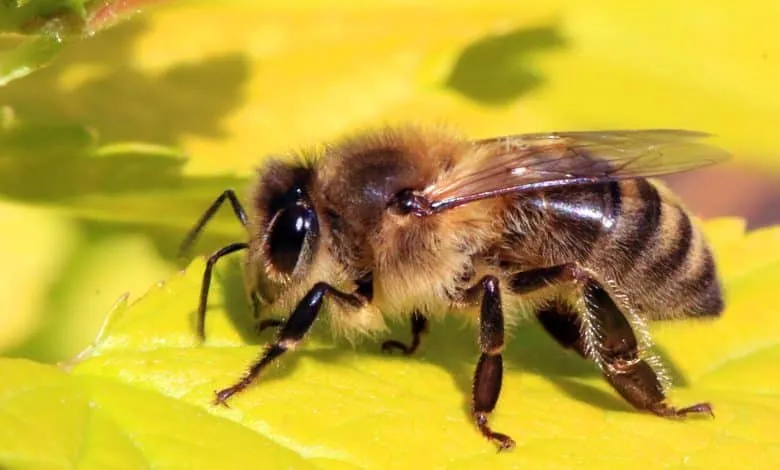 The most important Information and facts about bees