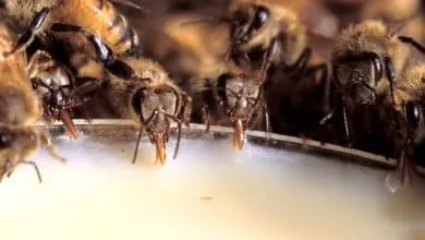 What is the best time to feed your bees