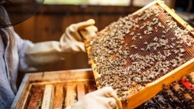 Beekeeper Inspecting Frame