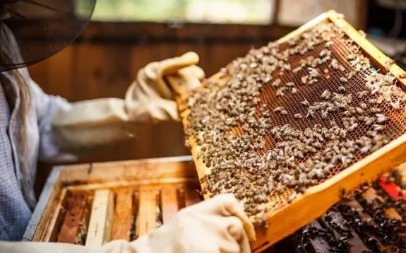 How to collect honey from a beehive?
