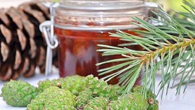 Properties And 9 Health Benefits Of Pine Honey 1