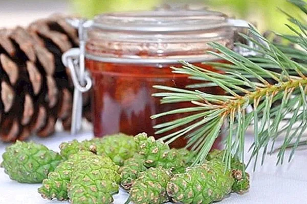 Is Pine Honey the best kind of honey?