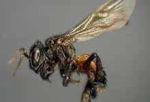 Shocking information: meat-eating bees