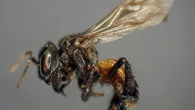 Shocking information: meat-eating bees