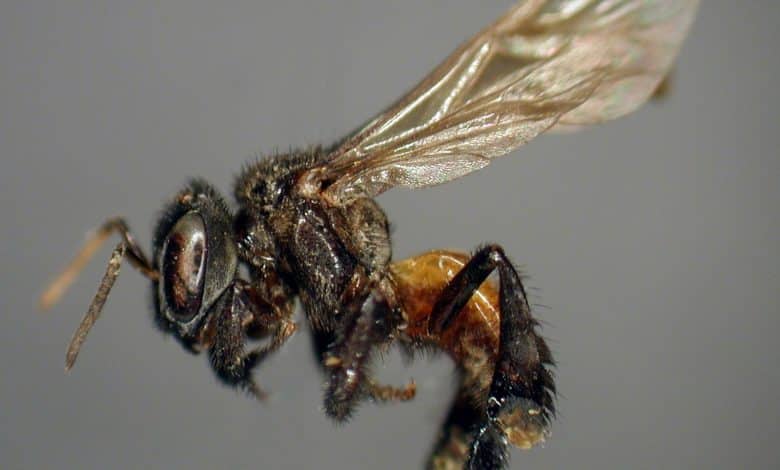 Trigona Family of Stingless Bees