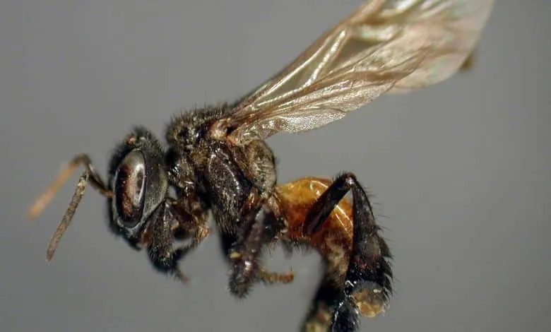 Shocking information: meat-eating bees