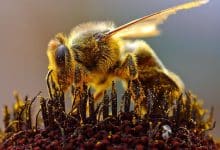 bee pollen 1024x540 1