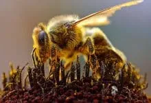 The use of bee products in the medical field