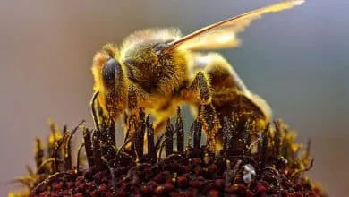 The use of bee products in the medical field
