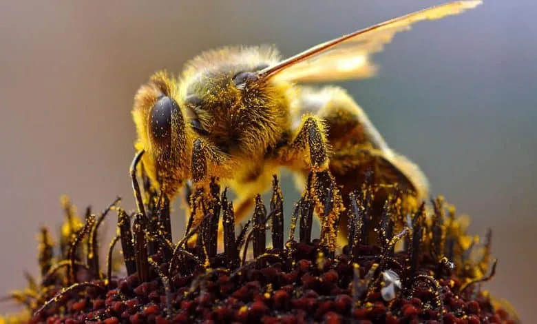 The use of bee products in the medical field