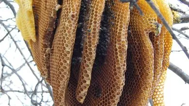 The Secret life of the beehive