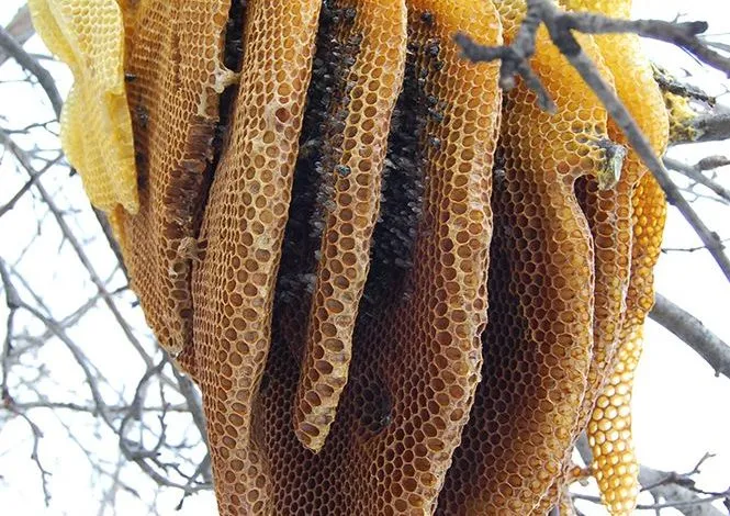 The Secret life of the beehive