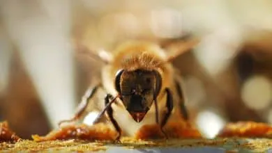 The history of the honeybee