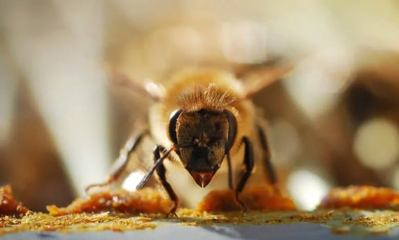 The history of the honeybee