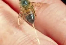 PRODUCING VENOM BEE