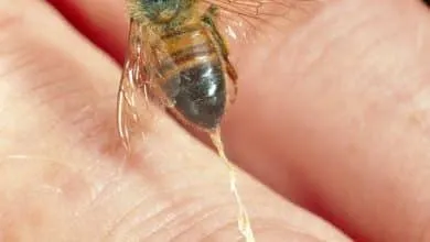 PRODUCING VENOM BEE