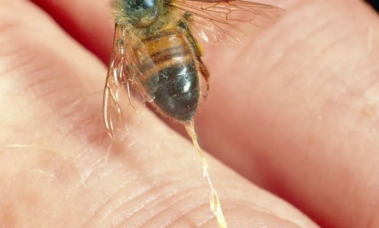 PRODUCING VENOM BEE