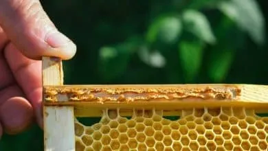 Types of propolis: American, European, Indian, South