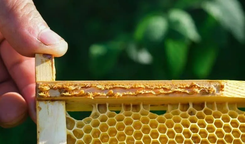 Types of propolis: American, European, Indian, South
