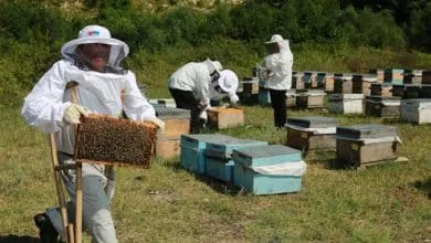Who can be a Beekeeper