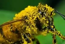 Types of deadly poisonous bee stings: African bee