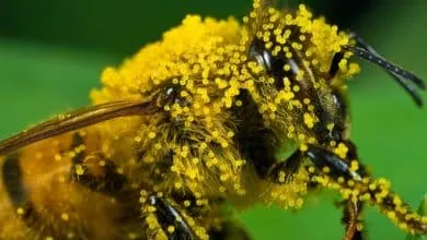 Types of deadly poisonous bee stings: African bee