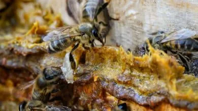 collecting propolis: The most important bee products