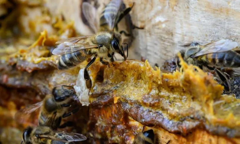 collecting propolis: The most important bee products